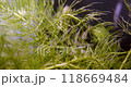 淡水エビと水草 118669484
