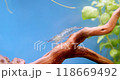 Shrimps in the aquarium 118669492