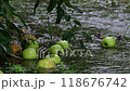 Apple orchard on a rainy day - Apples dropped by heavy rain (slow motion) 118676742
