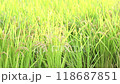 Rice ears swaying in the wind 118687851