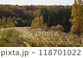 Autumn forest. Landscape. Panorama. Mixed forest with colourful trees and swaying Stipa or Neotrinia grasses in the foreground. 118701022