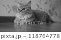 Fluffy cat is lying on floor and looking curiously at camera. Cute pet is ready to play. Black and white film style. 118764778