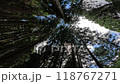 Walk in the forest 118767271
