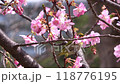 Close-up of a Japanese white-eye eating nectar from Kawazu cherry blossoms in full bloom 4K 118776195