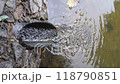 Rainwater drainage, obliquely cut pipe with outlet to park pond. Rainwater is mixed with the water of the pond. View from above, top view, fixed camera. 118790851