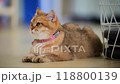 Playful cat enjoys a cozy box while interacting with a human companion in a bright indoor setting 118800139