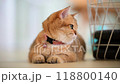 Playful cat swats at colorful felt balls inside a cozy indoor space 118800140