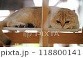 A lazy afternoon with a charming cat relaxing in a cozy box at home 118800141