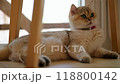Cute cat relaxing under the coffee table at home during a sunny day 118800142