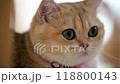 Curious cat lounging quietly under a table while observing surroundings in a cozy living room setting 118800143