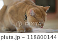 A playful cat lounging on the floor beneath a table in a cozy home setting during a sunny afternoon 118800144