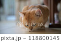 A playful cat lounging comfortably indoors in a cozy setting during the afternoon 118800145