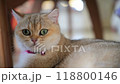A playful cat lounging peacefully in a cozy indoor space during a sunny afternoon 118800146