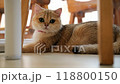 Adorable orange cat curiously exploring and sniffing around its favorite resting spot at home in the afternoon light 118800150