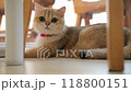 Close-up of a curious cat observing its surroundings in a cozy indoor setting with natural light 118800151