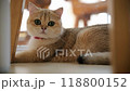 A playful cat relaxing under a chair on a sunny day at home 118800152