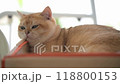 A lazy cat lounging under table on a sunny afternoon, enjoying a peaceful moment in the cozy living room 118800153