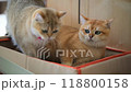 Curious cat enjoys playing with shiny toy inside a cardboard box during afternoon relaxation 118800158