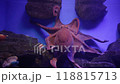 Large octopus in an aquarium. A giant octopus spreads its tentacles in an aquarium. 118815713