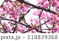 Close-up of a Japanese white-eye eating nectar from Kawazu cherry blossoms in full bloom 4K 118839368