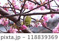 Close-up of a Japanese white-eye eating nectar from Kawazu cherry blossoms in full bloom 4K 118839369