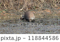 Wild boars living in the Watarase Reservoir 118844586
