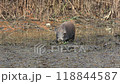 Wild boars living in the Watarase Reservoir 118844587