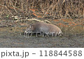 Wild boars living in the Watarase Reservoir 118844588