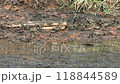 Wild boars living in the Watarase Reservoir 118844589