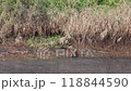 Wild boars living in the Watarase Reservoir 118844590