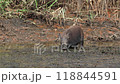 Wild boars living in the Watarase Reservoir 118844591