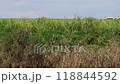 Wild boars living in the Watarase Reservoir 118844592