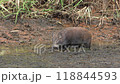 Wild boars living in the Watarase Reservoir 118844593