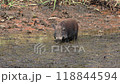 Wild boars living in the Watarase Reservoir 118844594