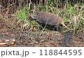 Wild boars living in the Watarase Reservoir 118844595