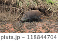 Wild boars living in the Watarase Reservoir 118844704
