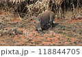 Wild boars living in the Watarase Reservoir 118844705
