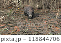 Wild boars living in the Watarase Reservoir 118844706