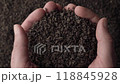 Hands taking a handful of fanning or broken loose leaf black tea and examining it in detail. Close up, top view 118845928