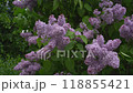 Lilac blossoms swaying in the wind. Lushly blooming lilac branches in cloudy weather. Camera movement from one branch to another. 118855421