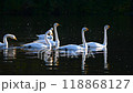 Swans swimming on the water's surface, calling out to each other 118868127