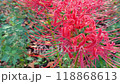 Red spider lilies swaying in the breeze 118868613