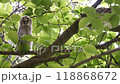 A fledgling owl sits on a branch 118868672