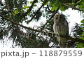 A parent owl is looking at me 118879559