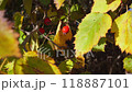 Red rosehip fruit on a shrub with autumn yellow leaves, fluttering, swaying in the wind. October. Close-up, natural background. 118887101