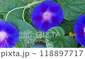 Purple Ipomoea Flower Growing in the Street 118897717