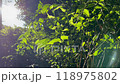 Green leaves swaying 118975802