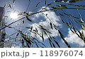 Autumn sky and grass 118976074