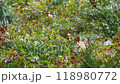 full frame static shot of raindrops falling on maple tree leaves in autumn 118980772