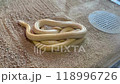 白蛇 118996726